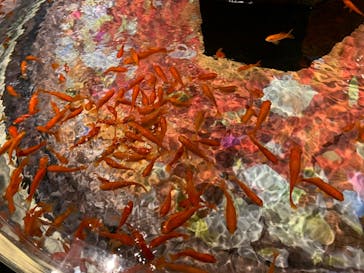 すみだ水族館に投稿された画像（2019/9/17）