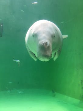 鳥羽水族館に投稿された画像（2019/9/18）