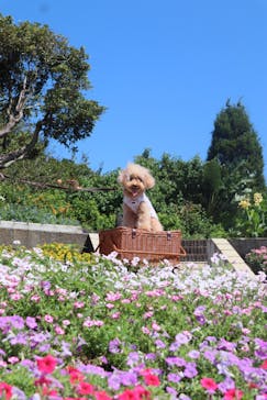 ニューヨークランプミュージアム＆フラワーガーデンに投稿された画像（2019/9/18）