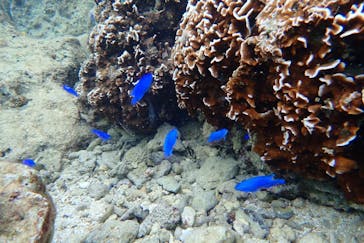 ダイビングショップ Sea Free（シーフリー）に投稿された画像（2019/9/18）