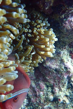 ダイビングショップ Sea Free（シーフリー）に投稿された画像（2019/9/18）