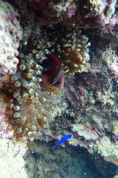 ダイビングショップ Sea Free（シーフリー）に投稿された画像（2019/9/18）