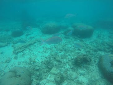 青の洞窟専門店　沖縄ダイビングショップ和に投稿された画像（2019/9/21）