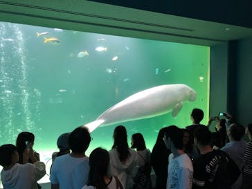鳥羽水族館に投稿された画像（2019/9/22）