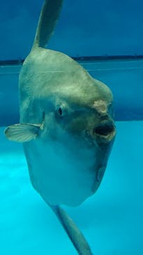 アクアワールド茨城県大洗水族館に投稿された画像（2019/9/22）