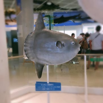 アクアワールド茨城県大洗水族館に投稿された画像（2019/9/23）