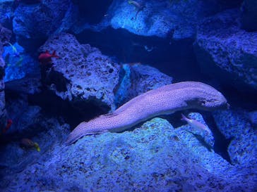 すみだ水族館に投稿された画像（2019/9/23）