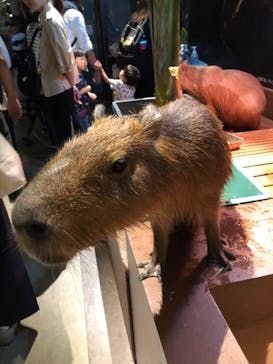 オービィ横浜に投稿された画像（2019/9/23）