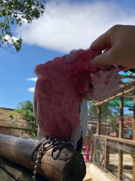 しろとり動物園に投稿された画像（2019/9/23）