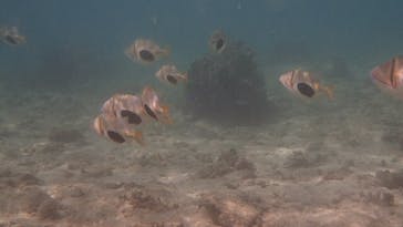 ダイビングショップ Sea Free（シーフリー）に投稿された画像（2019/9/24）