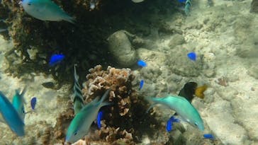 ダイビングショップ Sea Free（シーフリー）に投稿された画像（2019/9/24）