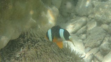 ダイビングショップ Sea Free（シーフリー）に投稿された画像（2019/9/24）