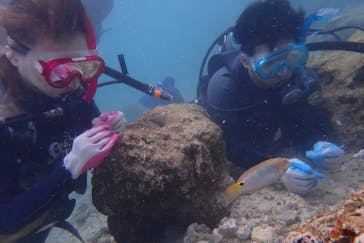 ダイビングショップ Sea Free（シーフリー）に投稿された画像（2019/9/25）