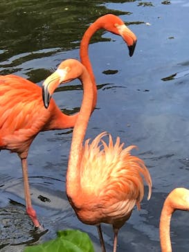 ネオパークオキナワに投稿された画像（2019/9/25）