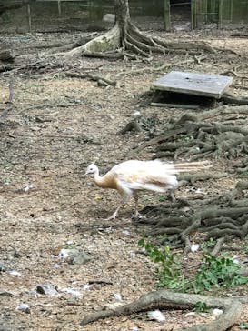 ネオパークオキナワに投稿された画像（2019/9/25）