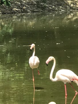 ネオパークオキナワに投稿された画像（2019/9/25）