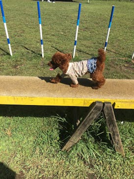 わんダフルネイチャーヴィレッジに投稿された画像（2019/9/25）