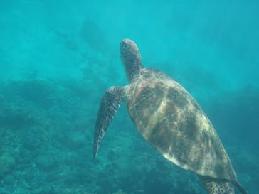屋久島ガイドクラブに投稿された画像（2019/9/28）