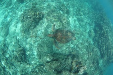 屋久島ガイドクラブに投稿された画像（2019/9/28）