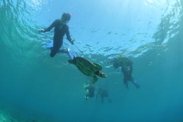 屋久島ガイドクラブに投稿された画像（2019/9/28）
