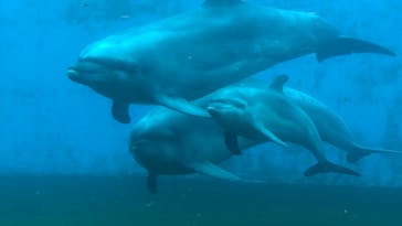 しながわ水族館に投稿された画像（2019/9/28）