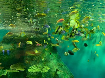 しながわ水族館に投稿された画像（2019/9/29）