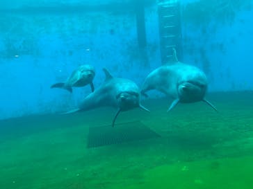 しながわ水族館に投稿された画像（2019/9/29）
