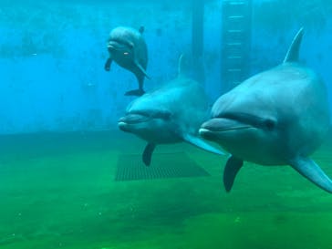 しながわ水族館に投稿された画像（2019/9/29）