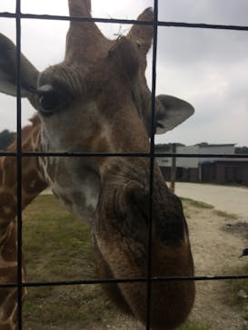 那須サファリパークに投稿された画像（2019/9/29）