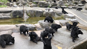 奥飛騨クマ牧場に投稿された画像（2019/9/29）