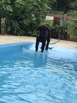 世界の名犬牧場に投稿された画像（2019/9/29）