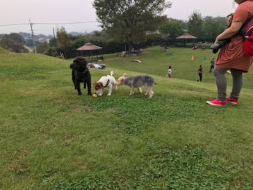 世界の名犬牧場に投稿された画像（2019/9/29）