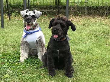 世界の名犬牧場に投稿された画像（2019/9/29）