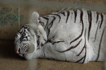 しろとり動物園に投稿された画像（2019/9/30）