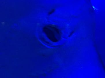 京都水族館に投稿された画像（2019/9/30）