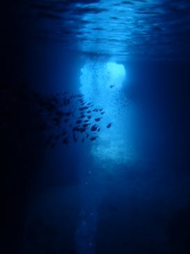 ダイビングショップ Sea Free（シーフリー）に投稿された画像（2019/10/1）