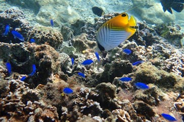 ダイビングショップ Sea Free（シーフリー）に投稿された画像（2019/10/2）