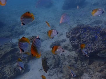 ダイビングショップ Sea Free（シーフリー）に投稿された画像（2019/10/2）