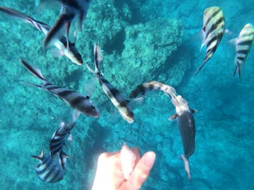 武藤潜水に投稿された画像（2019/10/3）