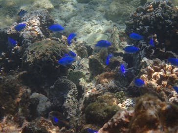 ダイビングショップ Sea Free（シーフリー）に投稿された画像（2019/10/4）