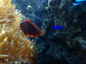 ダイビングショップ Sea Free（シーフリー）に投稿された画像（2019/10/4）