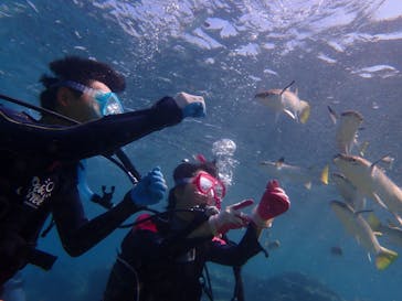 ダイビングショップ Sea Free（シーフリー）に投稿された画像（2019/10/4）