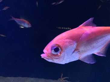 サンシャイン水族館に投稿された画像（2019/10/4）