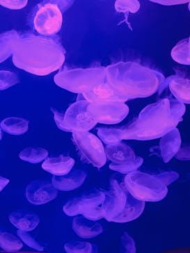 サンシャイン水族館に投稿された画像（2019/10/4）