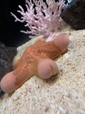 サンシャイン水族館に投稿された画像（2019/10/4）