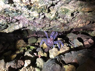 石垣島 ADVENTURE PiPi（イシガキジマアドベンチャーピピ）に投稿された画像（2019/10/4）