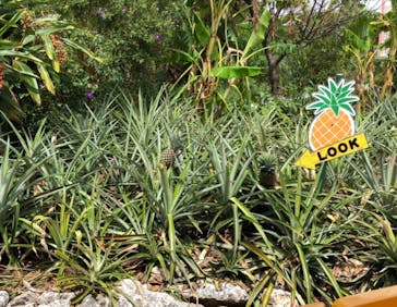 ナゴパイナップルパークに投稿された画像（2019/10/5）