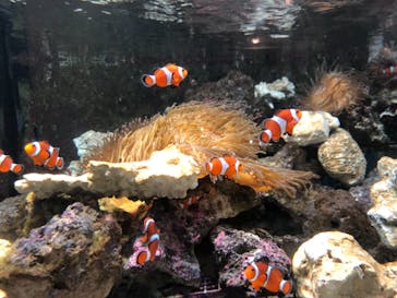 しながわ水族館に投稿された画像（2019/10/5）