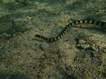 ダイビングショップ Sea Free（シーフリー）に投稿された画像（2019/10/6）