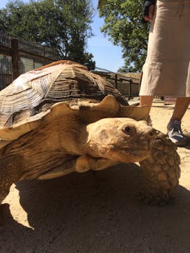 しろとり動物園に投稿された画像（2019/10/6）